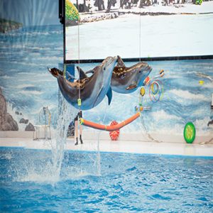 Dubai Dolphinarium Open Dated Tickets