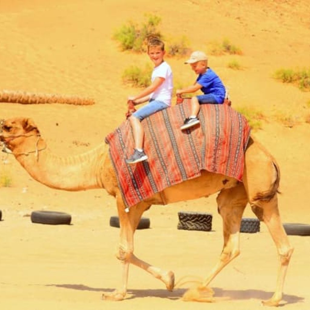 Camel Ride In Ras Al Khaimah