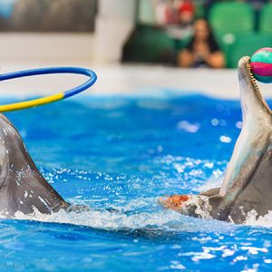 Dubai Dolphinarium