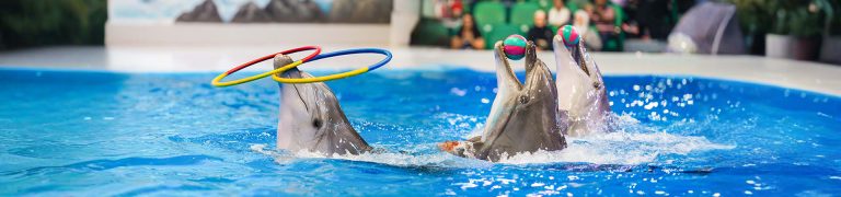Dubai Dolphinarium Tickets