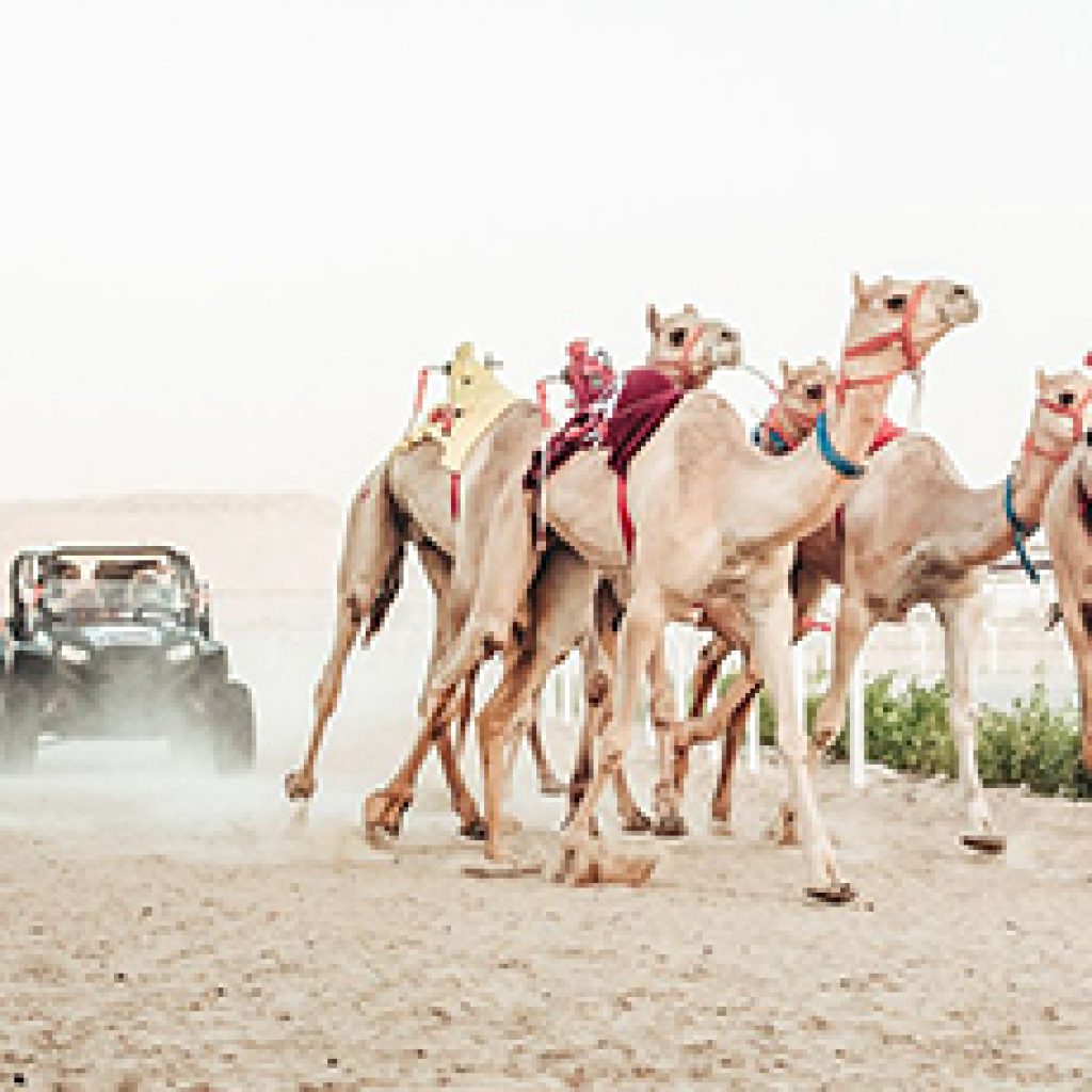 Guided Trip to Camel Farm