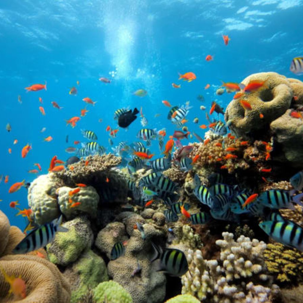 Underwater World