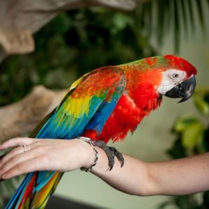 Penang Bird Park