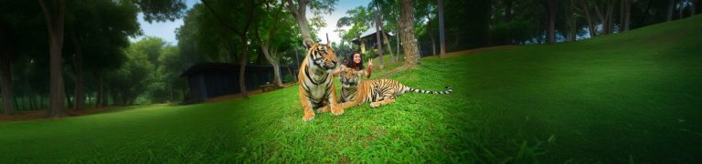 Phuket City tour with Tiger Kingdom