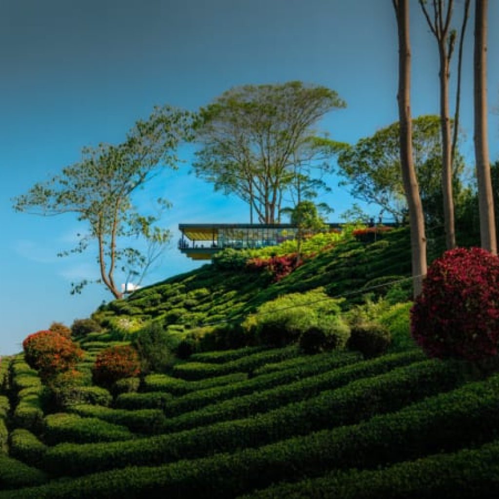 Cameron Highlands Tour with Scenic Buggy Ride