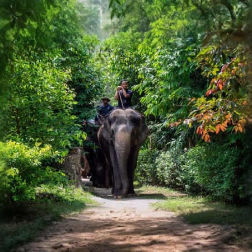 Kuala Gandah Elephants with Deerland and Magical Fireflies Tour