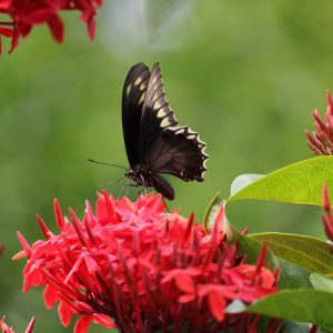 Kuala Lumpur Bird Park with Butterfly Park and Garden Tour