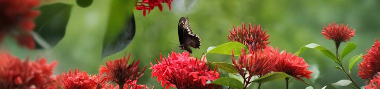 Kuala Lumpur Bird Park with Butterfly Park and Garden Tour