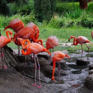 Kuala Lumpur Bird Park