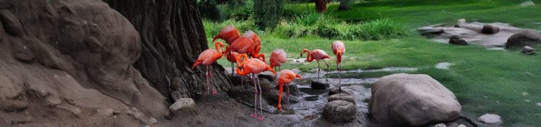 Kuala Lumpur Bird Park