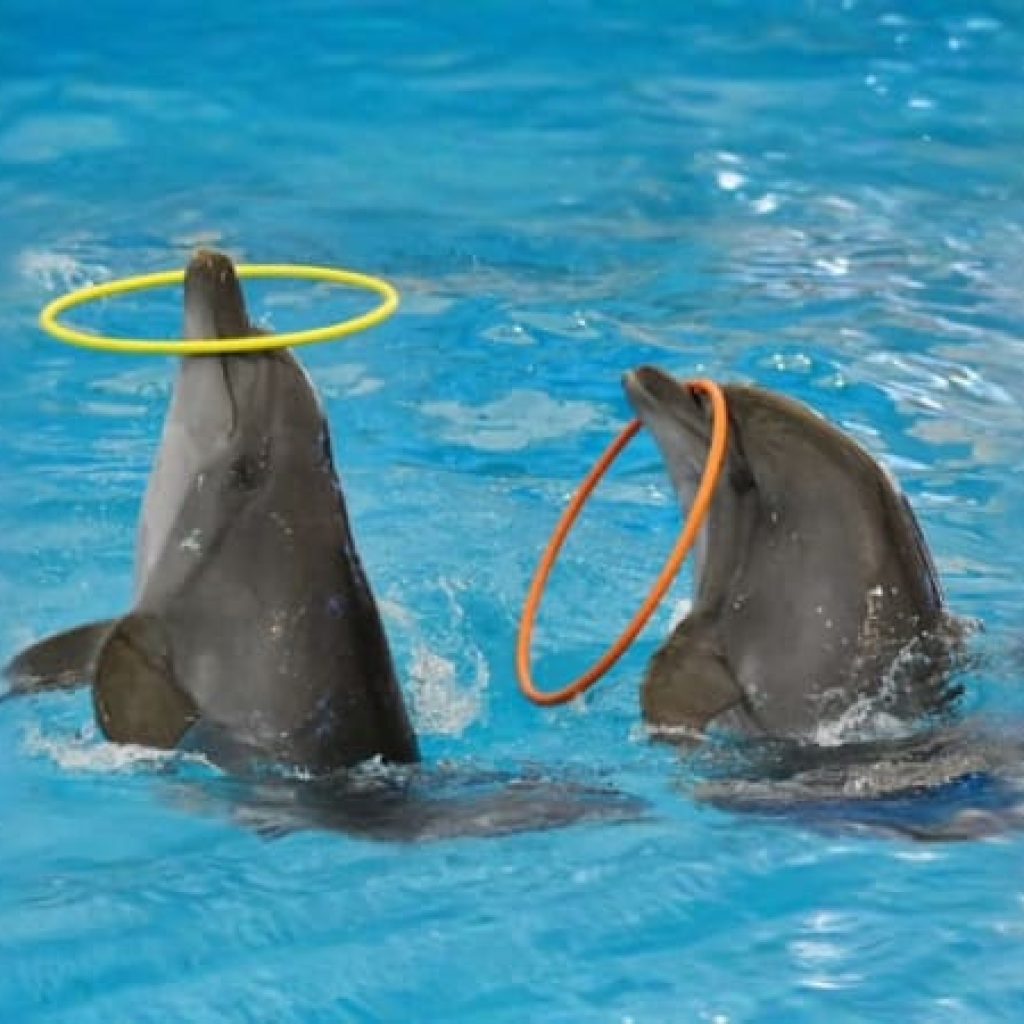 Dolphin Bay