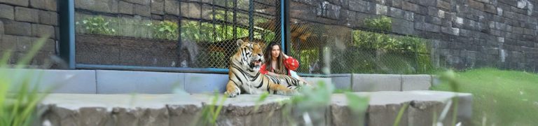 Tiger park