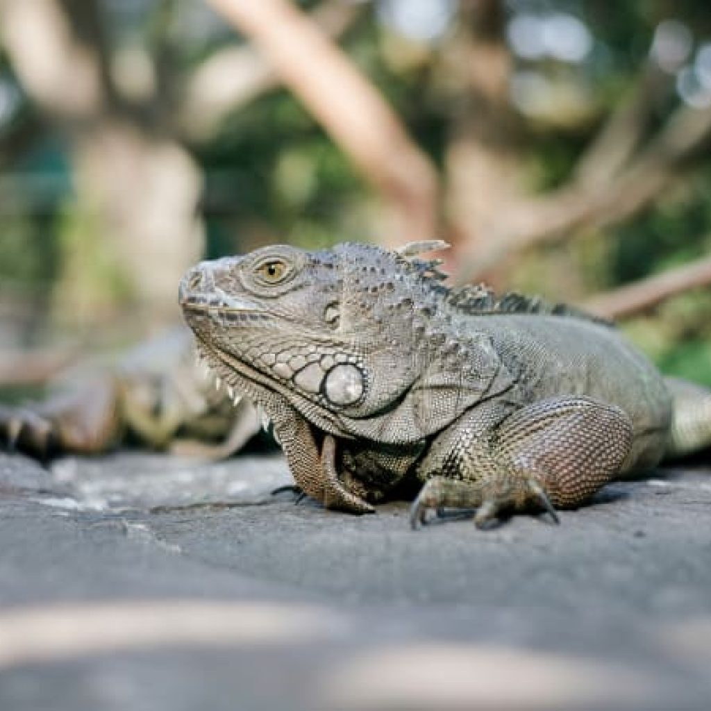 Bali Reptile Park