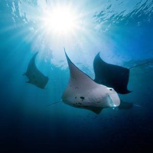 Nusa Penida Manta Bay Snorkeling Experience