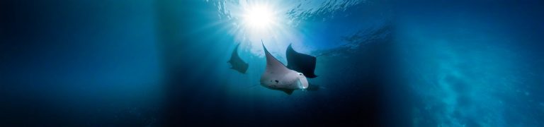 Nusa Penida Manta Bay Snorkeling Experience