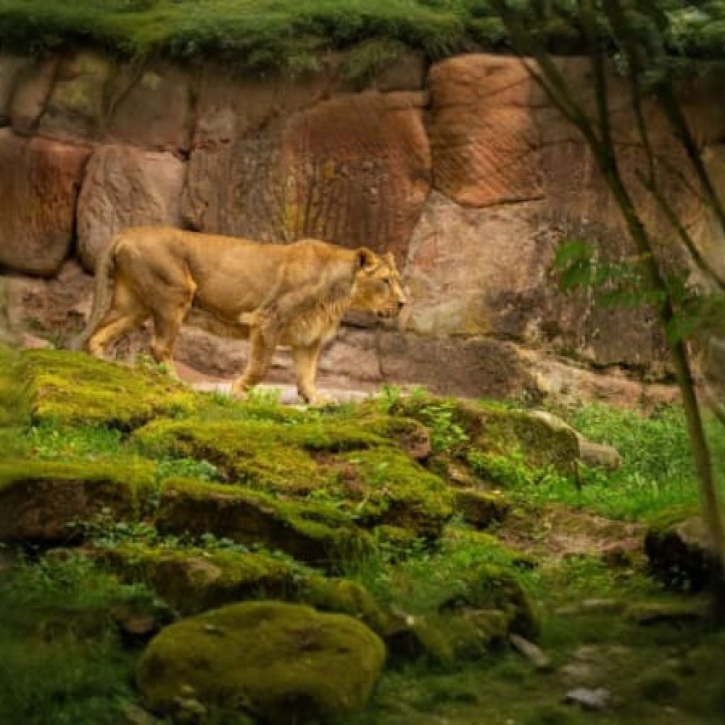 Lion Land