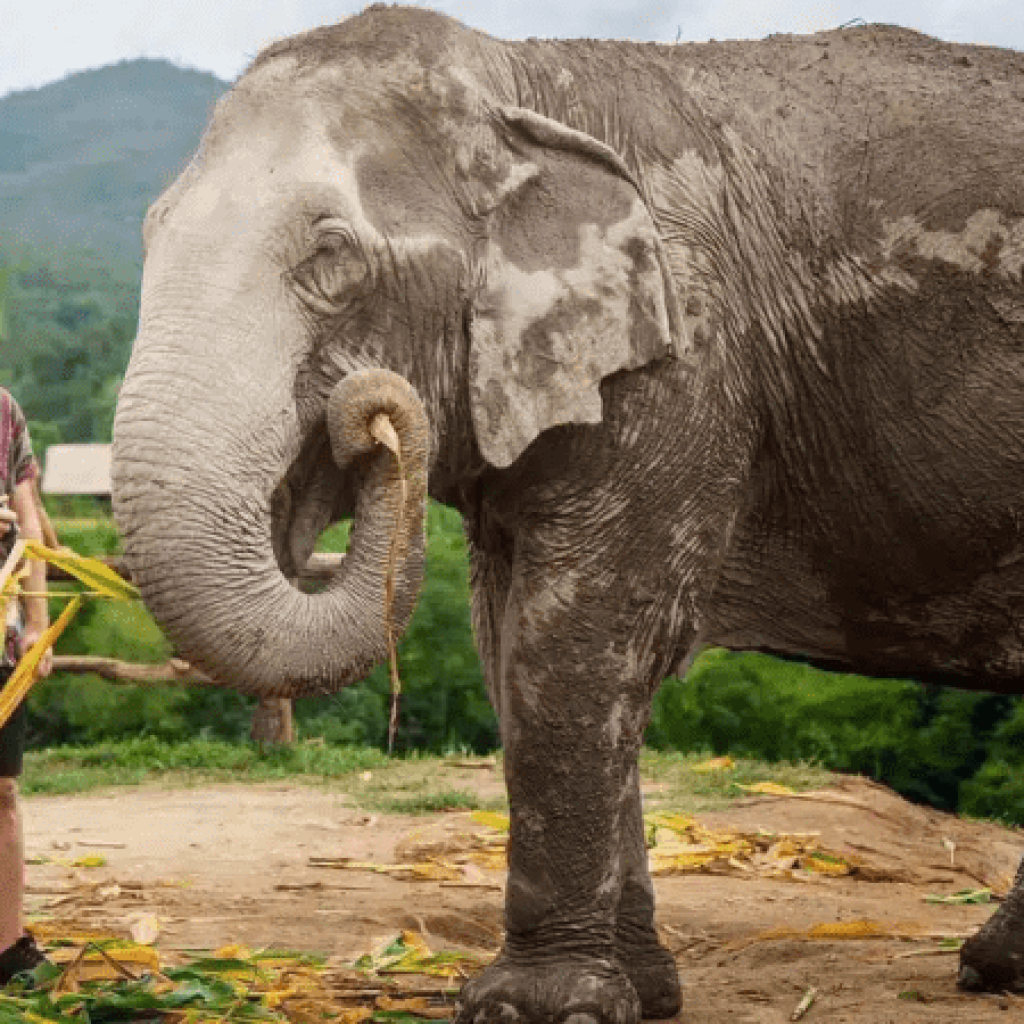 Chiang Mai Elephant Jungle Sanctuary Feed experience