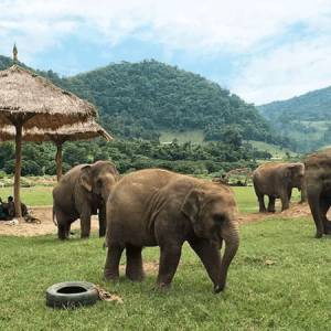 Chiang Mai Elephant Jungle Sanctuary