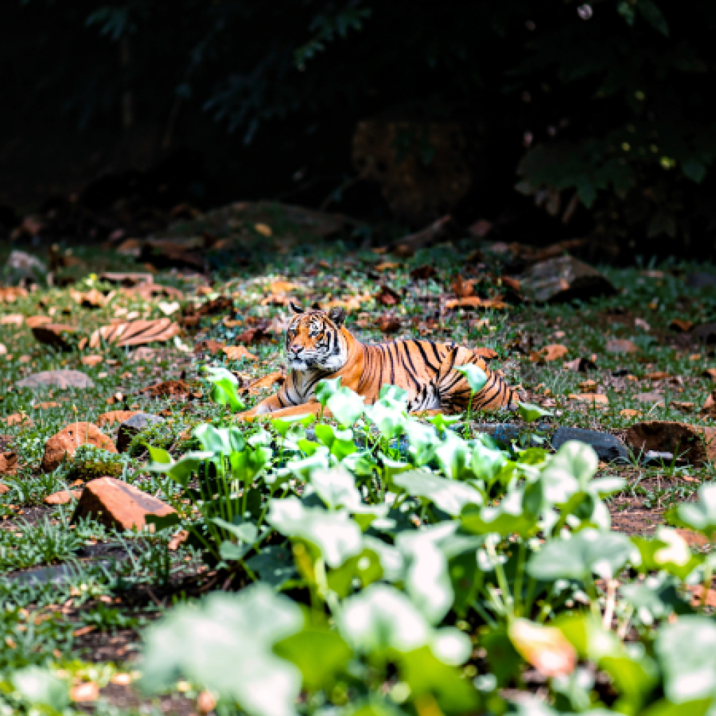 Zoo Negara Kuala Lumpur