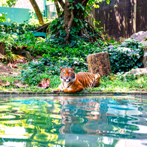 Zoo Negara