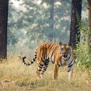 Jaipur Jhalana Exclusive Jeep Safari