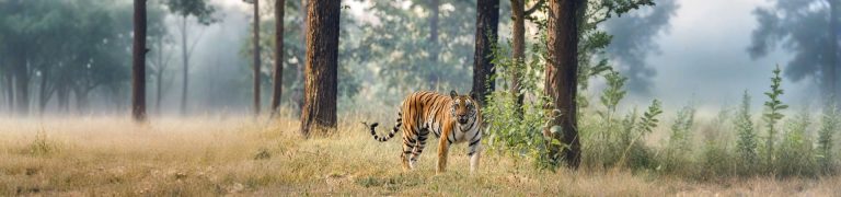 Jaipur Jhalana Exclusive Jeep Safari