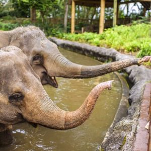 Singapore Zoo with Tram Ride