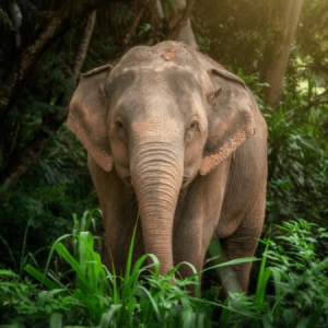 Elephant Jungle Sanctuary Walk Experience