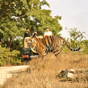 Exclusive Jeep Safari Indian