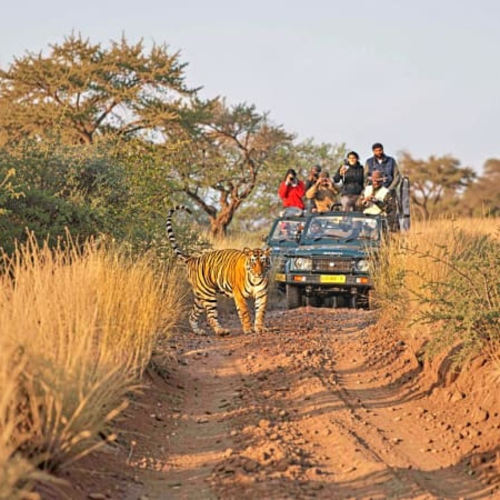 Tatkaal Jeep Safari in Ranthambore