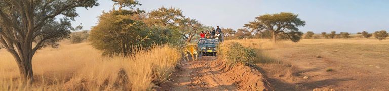Tatkaal Jeep Safari in Ranthambore