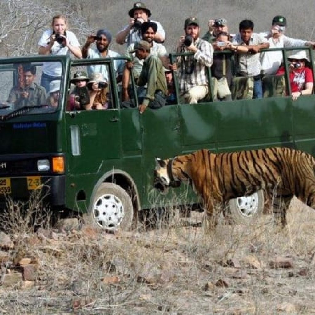 Shared Safari in Ranthambore