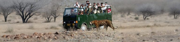 Shared Safari in Ranthambore