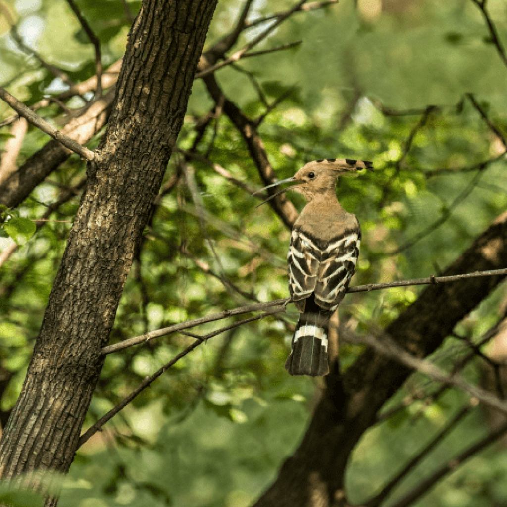 Bird Watching and Nature Walk