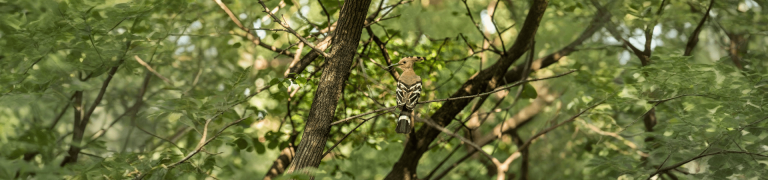 Bird Watching and Nature Walk