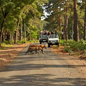 Exclusive Jeep Safari Non Dhikala Zones