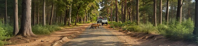 Exclusive Jeep Safari Non Dhikala Zones