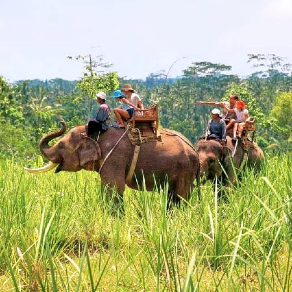 Elephant Safari Corbett