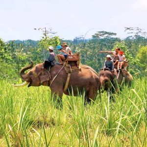 Elephant Safari Corbett