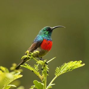 Bird Watching / Nature Walk in Corbett