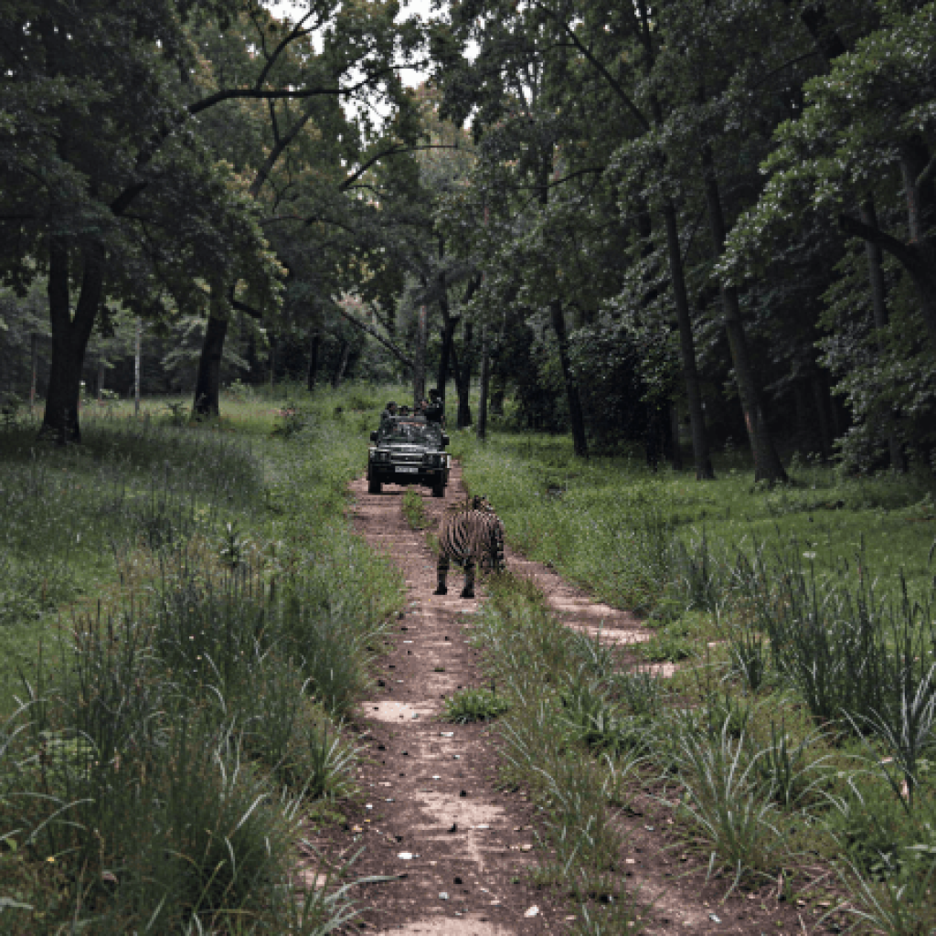 Exclusive Jeep Safari Buffer
